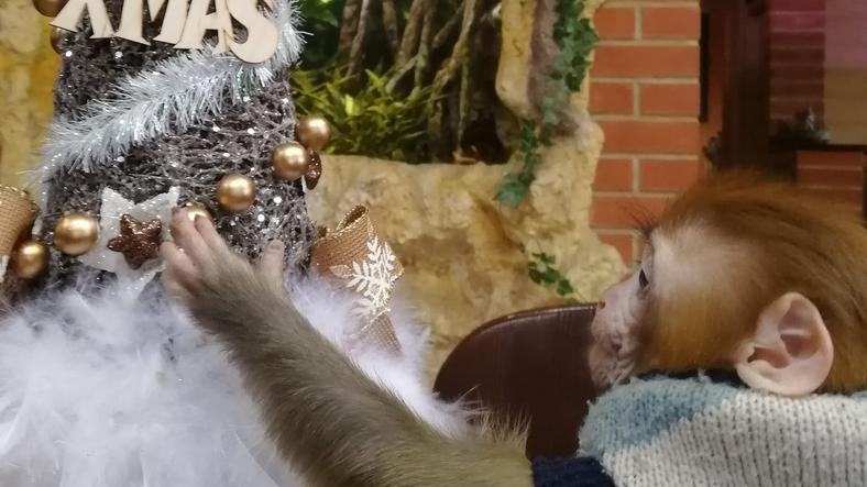 Ilyen volt Róza, a gyöngyösi állatkert kis makákóbébijének első karácsonya