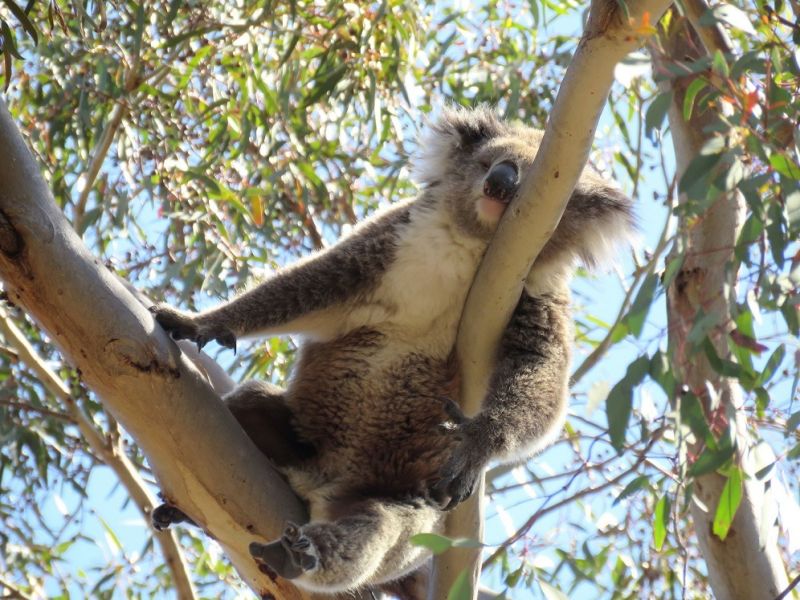 Új-Zéland befogadná a koalákat