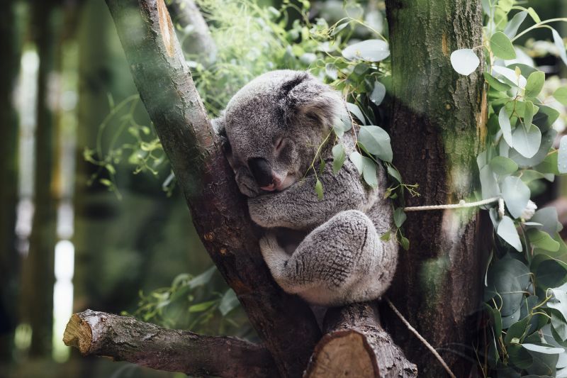 A koalákra rájár a rúd: több tucatot mészároltak le egy ausztráliai ültetvényen