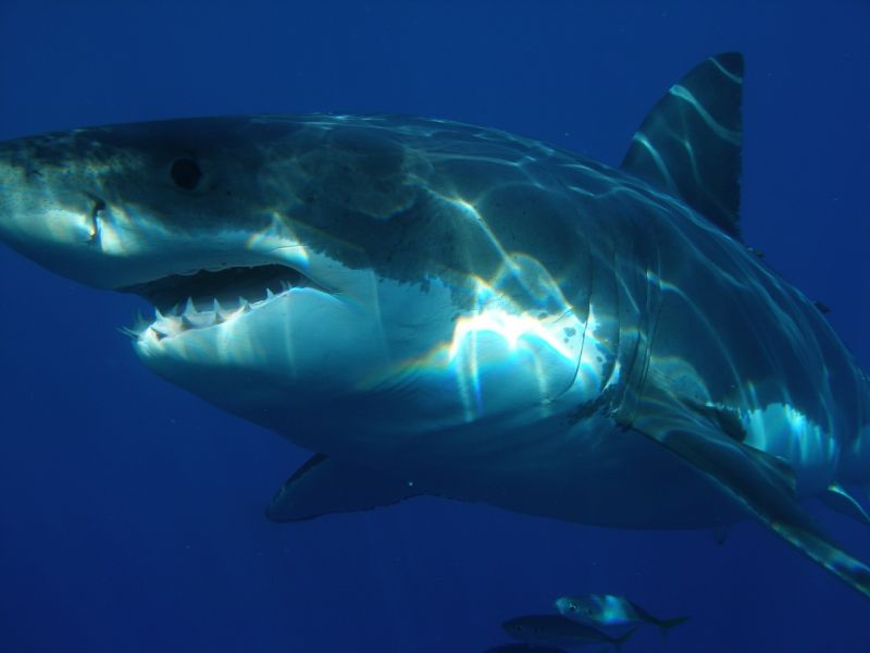 "Tűnj a p*csába!" – kiáltotta a 60 éves szörfös a rá támadó cápának, aztán behúzott neki egyet