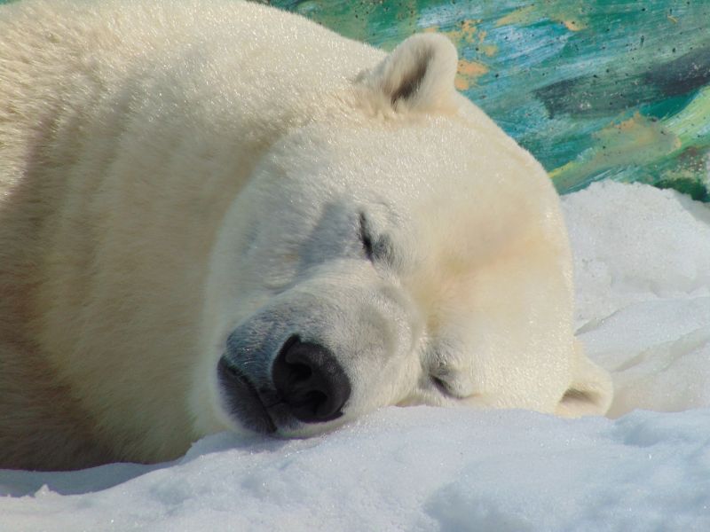 Növekszik a kannibalizmus az éhező jegesmedvék között