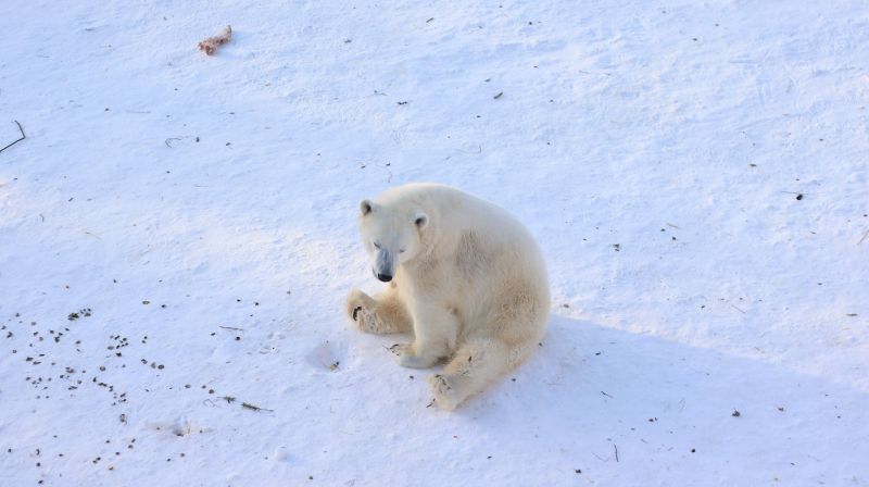 Rossz hír érkezett az Északi-sarkvidékről