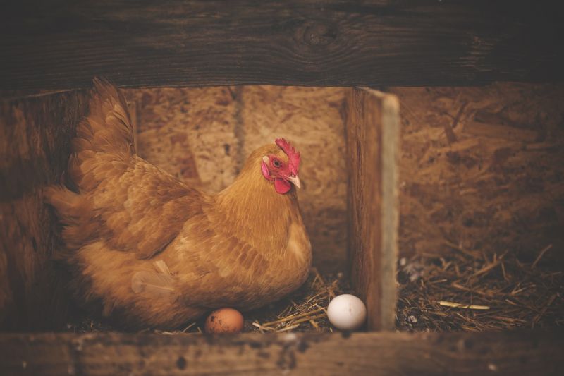 Több száz kiló szalmonellás csirkemáj érkezett Magyarországra