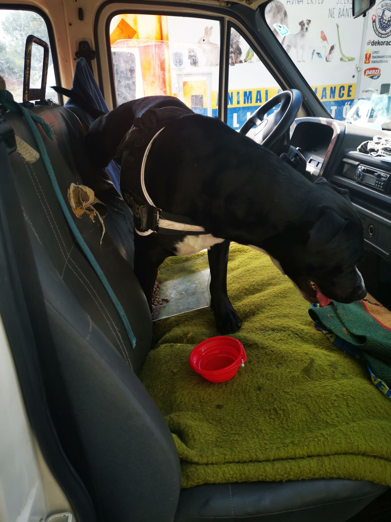 Kisteherautóban hagyta a kutyáját egy férfi