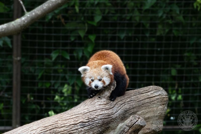Már meg lehet nézni a debreceni állatkert vöröspanda hímjét