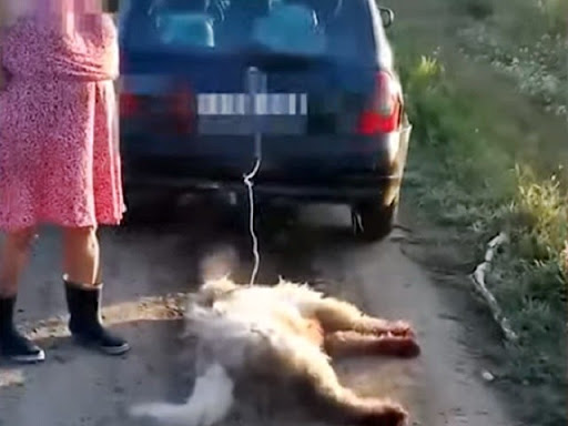 Megvan az ítélet a kutyáját autója után kötő és vonszoló balotaszállási asszony ügyében