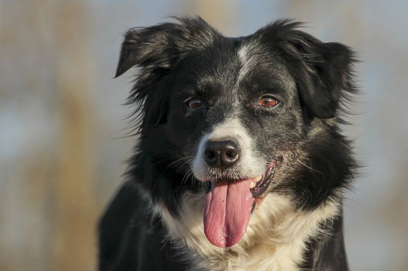 Az ivartalanítást tartják a legkevésbé fontosnak a magyarországi kutyatartók