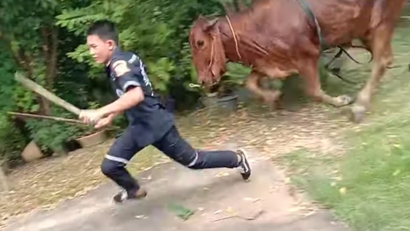 Csapdába esett egy tehén, aztán jól megkergette azokat, akik segítettek neki kiszabadulni – Mutatjuk a fergeteges videót
