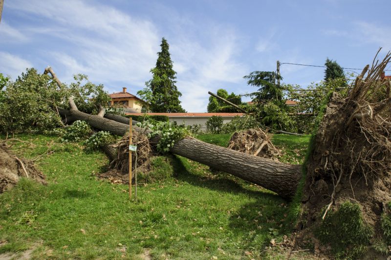 Mázsás faág zuhant a családra Dunakeszin a viharban