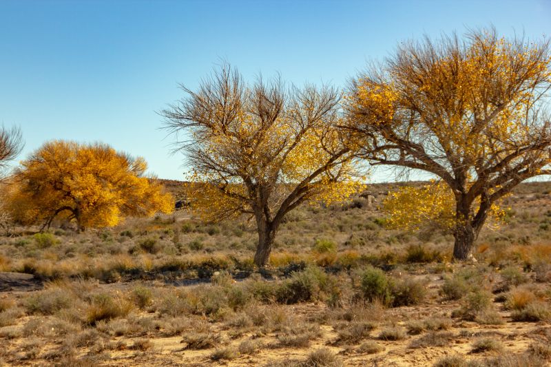Elképesztő mennyiségű fával állítanák meg a sivatag terjedését Afrikában