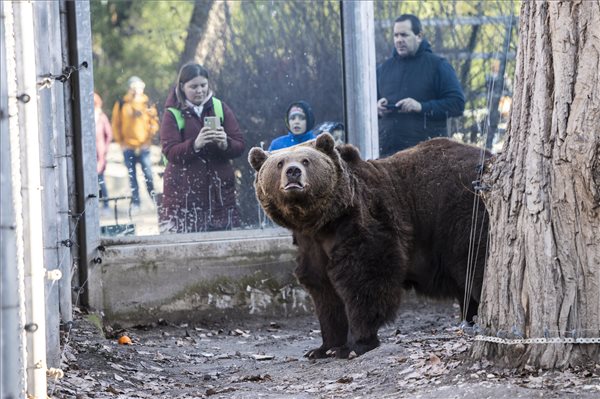 Rendészek keresik a Miskolcon garázdálkodó medvét