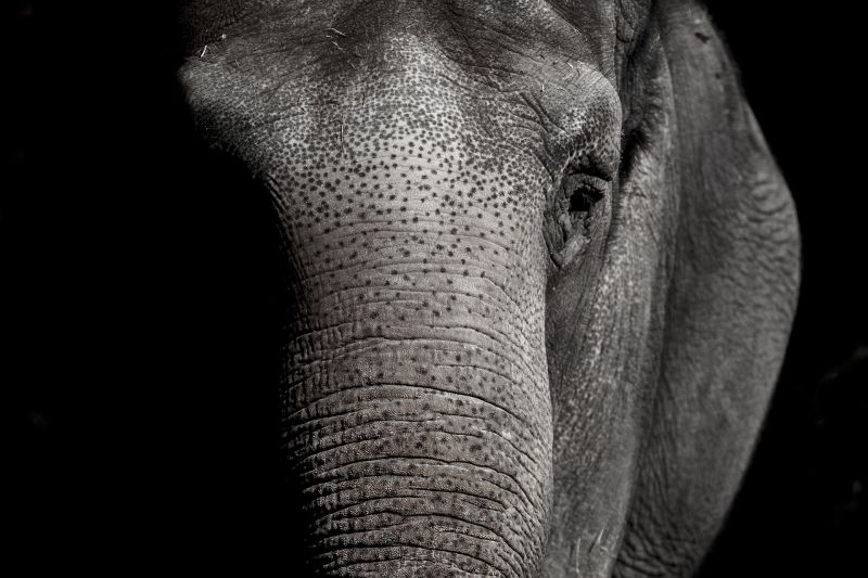 Újabb részletek derültek ki a rejtélyes körülmények között elhunyt szadai elefántokról