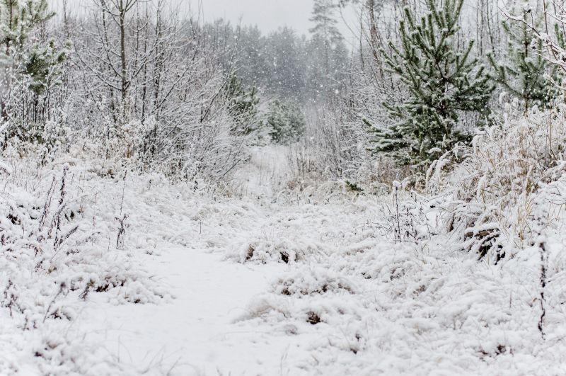 Délmagyarországon már sűrű pelyhekben hullik a hó