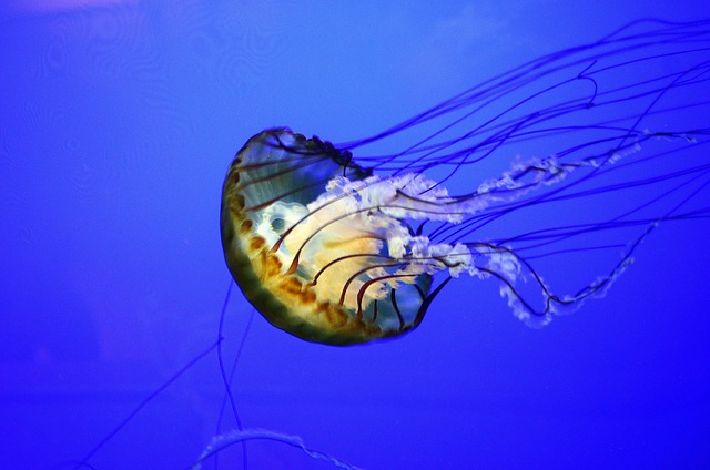 Egy medúza csípésétől halt meg egy 17 éves fiú Ausztráliában