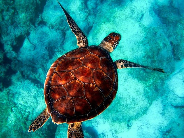 Beteg tengeri teknősök bukkantak fel Florida partjain 