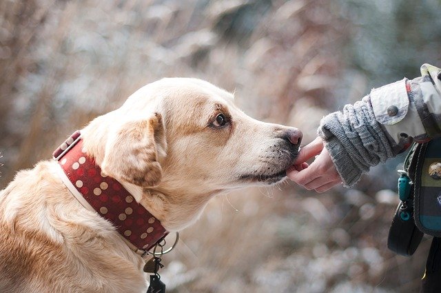A kutyák szinte 100 százalékosan ki tudják szagolni, ha valaki elkapta a koronavírust