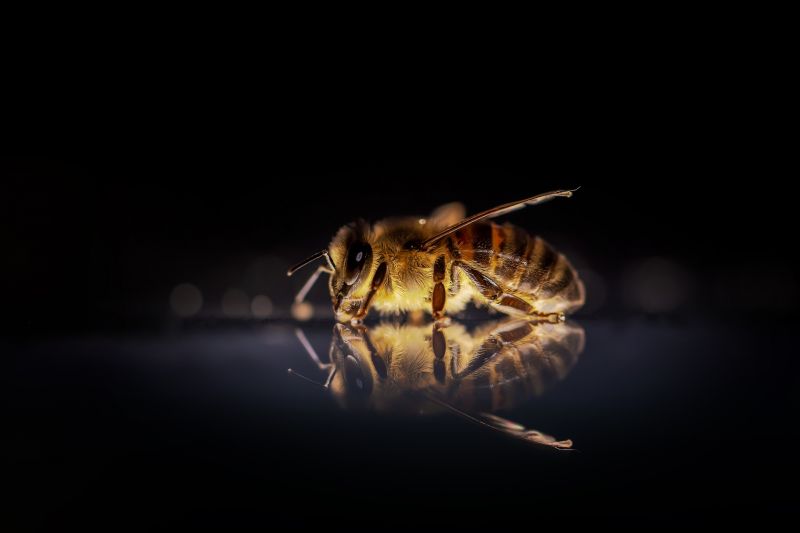 A méhek védelmében pusztítja a repcét a Nébih
