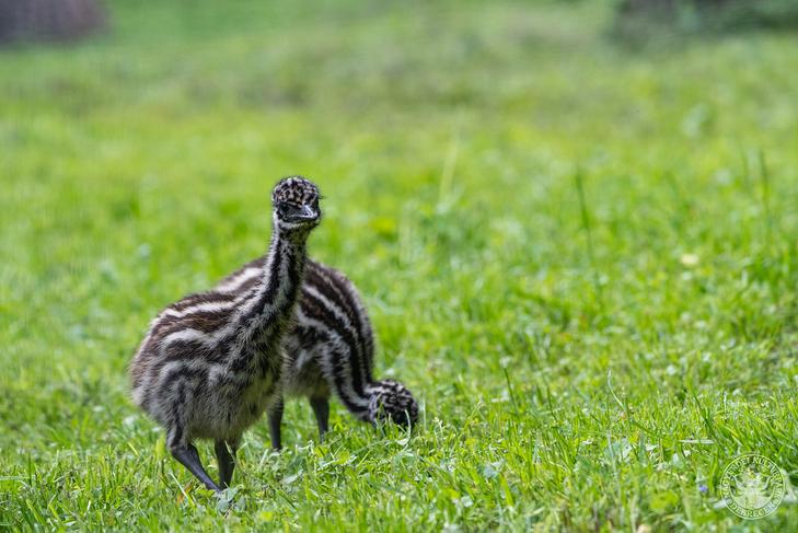 Milyen cuki emufiókák születtek a Debreceni Állatkertben! 