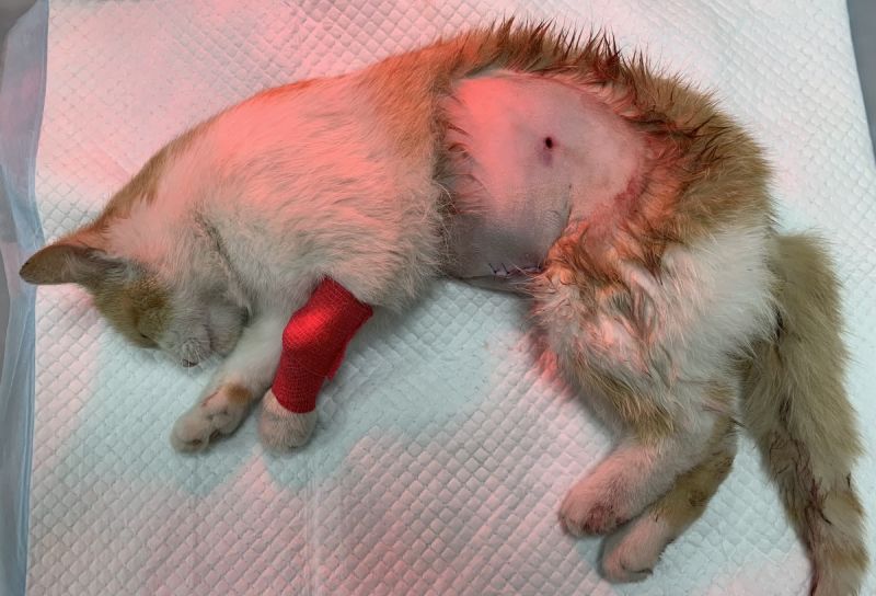 A kerítésen túlról lőhették le a család cicáját – brutális állatkínzás Hajdú-Biharban