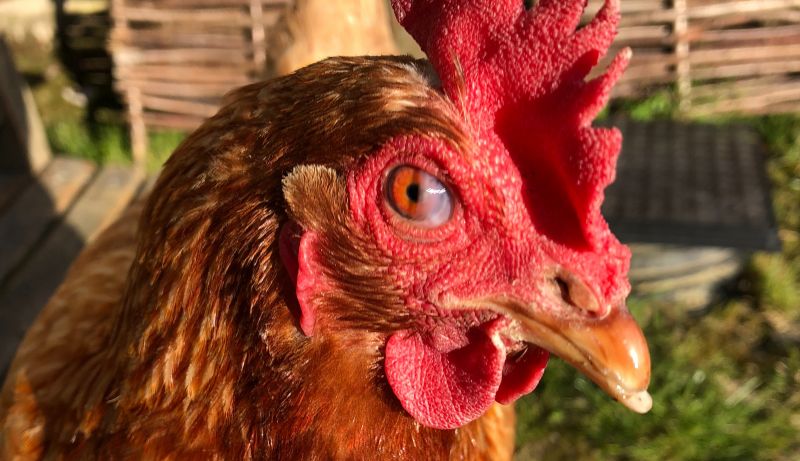 Járványügyi hatóság: senki ne szeretgessen csirkéket és ne is puszilgassák őket