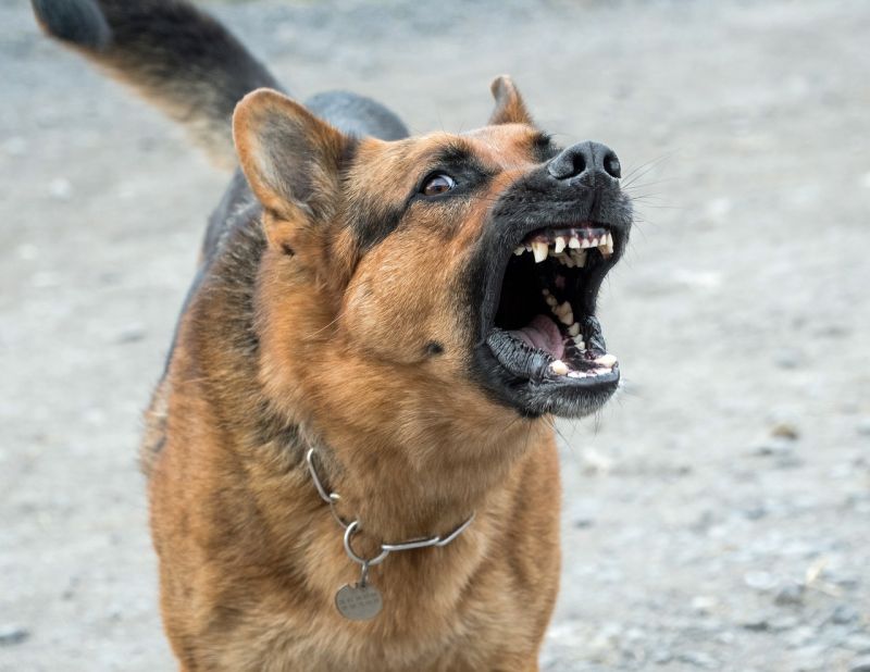 Megvadult kutyát lőttek le a rendőrök Keszthelyen, hogy egy nőt el lehessen látni