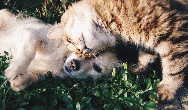 A kutyák és a macskák gyakrabban elkaphatják a koronavírust gazdáiktól