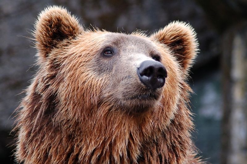 Emberre támadt egy medve Zágonban, nagy a riadalom Székelyföld szívében