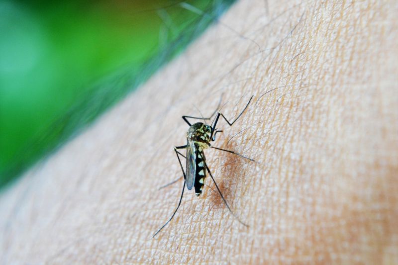Katasztrófavédelem: tizenegy megyében irtják a szúnyogokat a héten
