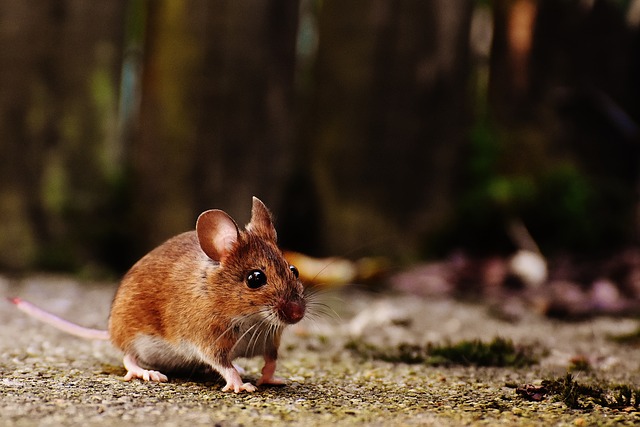 Egészséges egerek születtek kozmikus sugárzásnak kitett spermából 