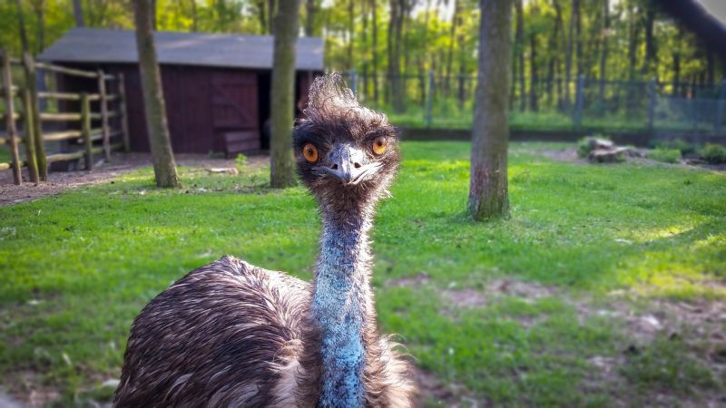 Szökésben van egy emu Baja környékén – Segítsen elkapni!