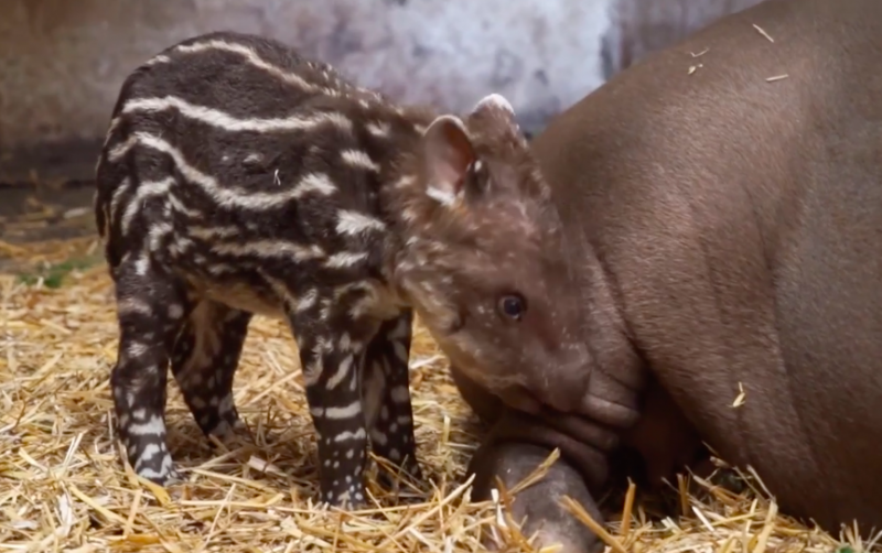 Szavazzon ön is! Mi legyen a fővárosi állatkertben született tapír neve?