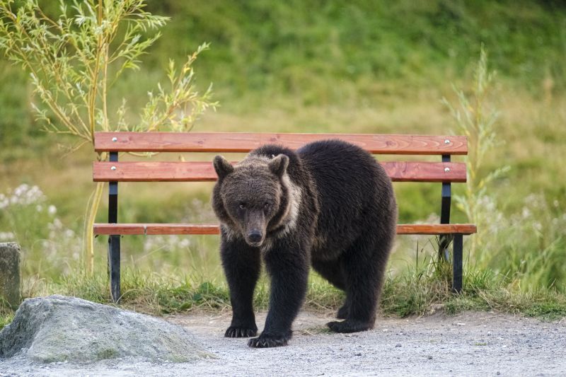 Nem zavartatta magát az emberektől a medve Kovászna megyében – fotók