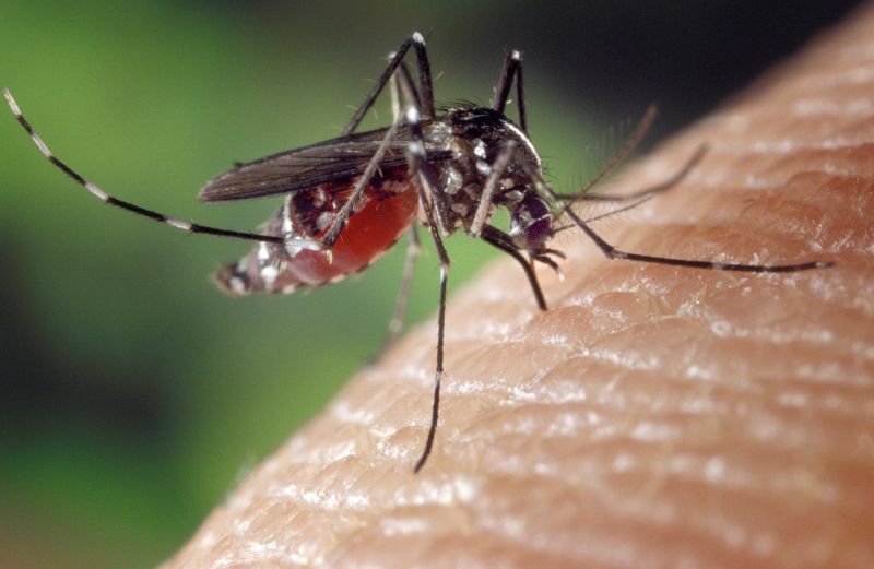Katasztrófavédelem: az EU által tiltott módon is, de 275 településen irtják a héten a szúnyogokat