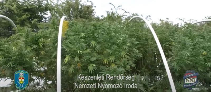 Több mint 150 kilónyi, kannabisz előállításáró szolgáló növényt foglaltak le a rendőrök Csongrádban
