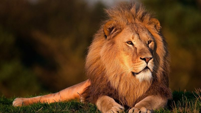 Elképesztő: oroszlánokat és pumákat is tartott magánállatkertjében egy érdi férfi