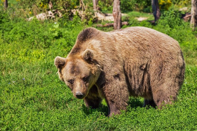 Ukrán turistákra támadt egy medve Romániában