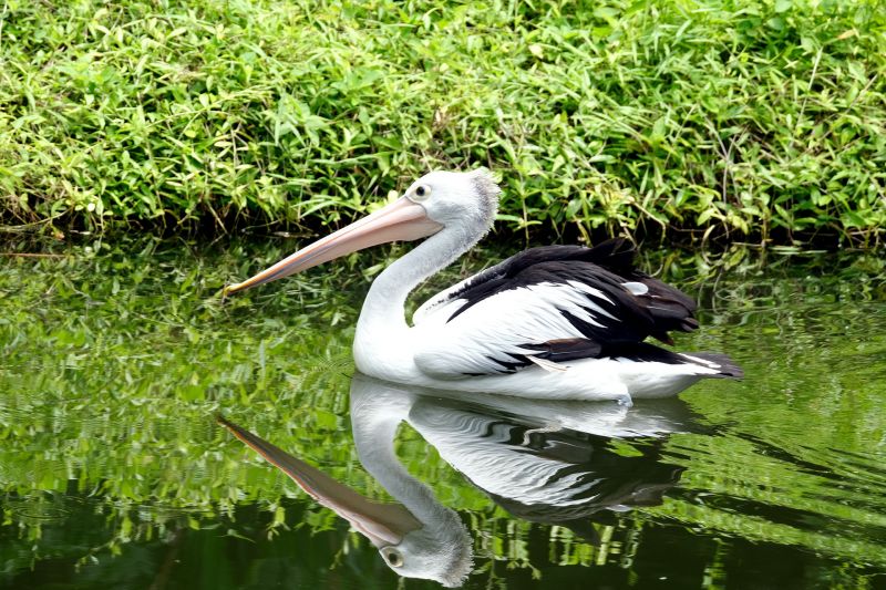 Rendkívüli intézkedés a Fővárosi Állatkertben: karanténba kerültek a pelikánok