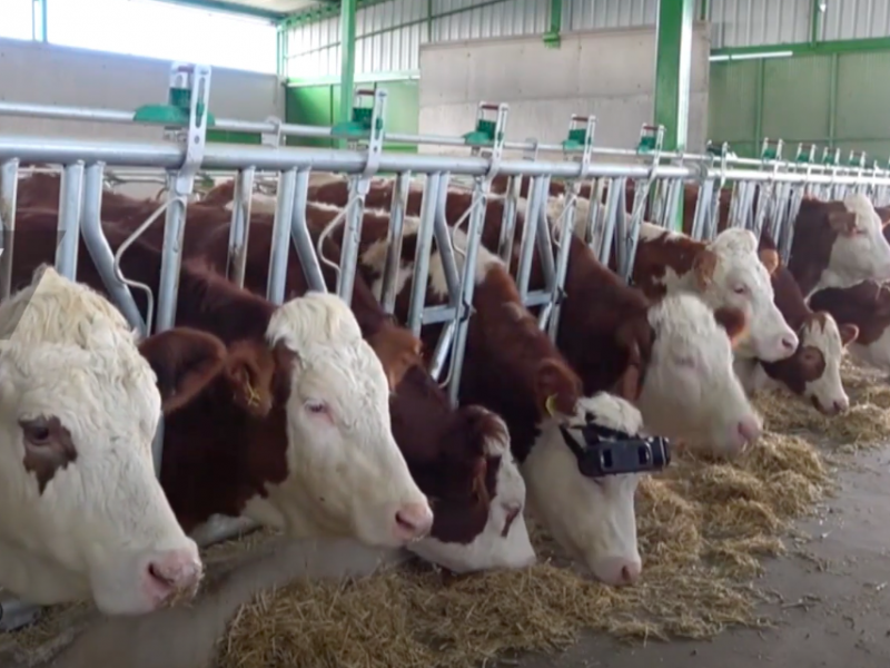 VR-szemüveggel idézik fel a tehenek előtt a zöld legelők látványát, hogy több tejet adjanak
