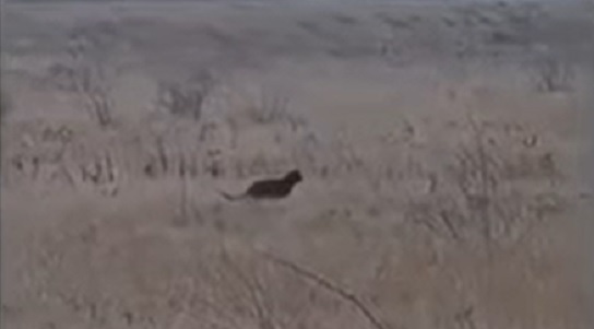Leleplezték a "fekete párducot", amelyet Heves megyében láttak a múlt héten