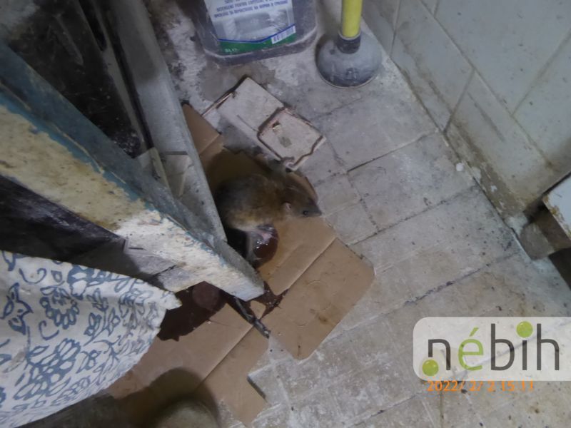 Szörnyű képek: pókháló, patkányok, kosz – Megdöbbentő állapotokat talált a Nébih egy cukrászüzemben
