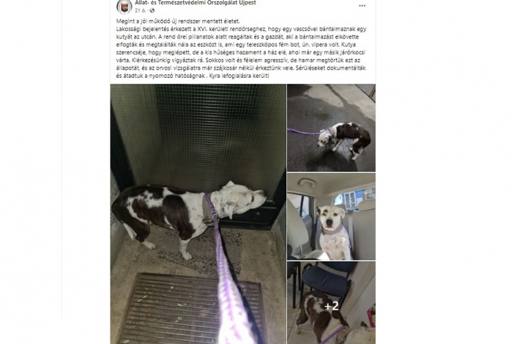 Be volt drogozva a kutyáját teleszkópos bottal ütlegelő XVI. kerületi férfi