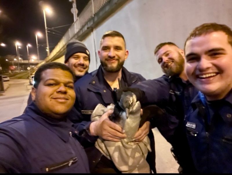Pingvint találtak a budapesti rendőrök a Dózsa György úton