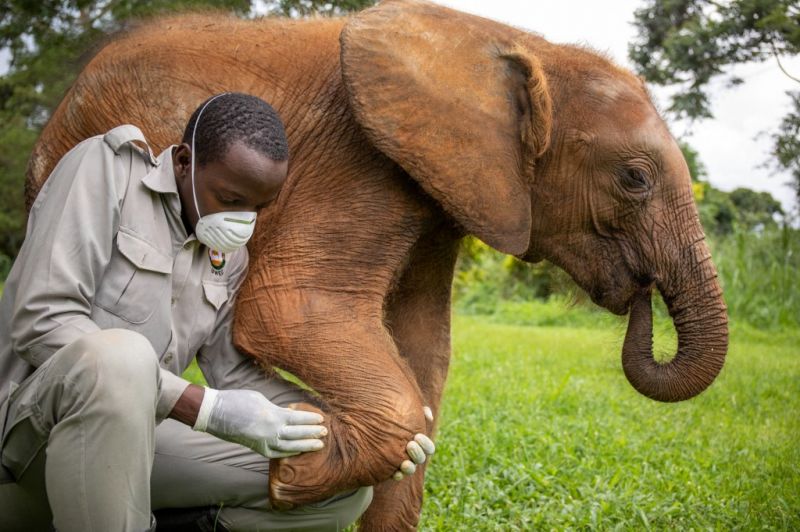 Egy elefánt agyontaposott egy kutatót Ugandában 