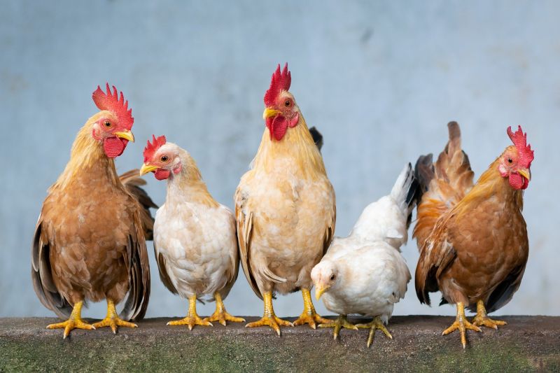 Eltévedtek a csirkék a körforgalomban Soltvadkerten – videó