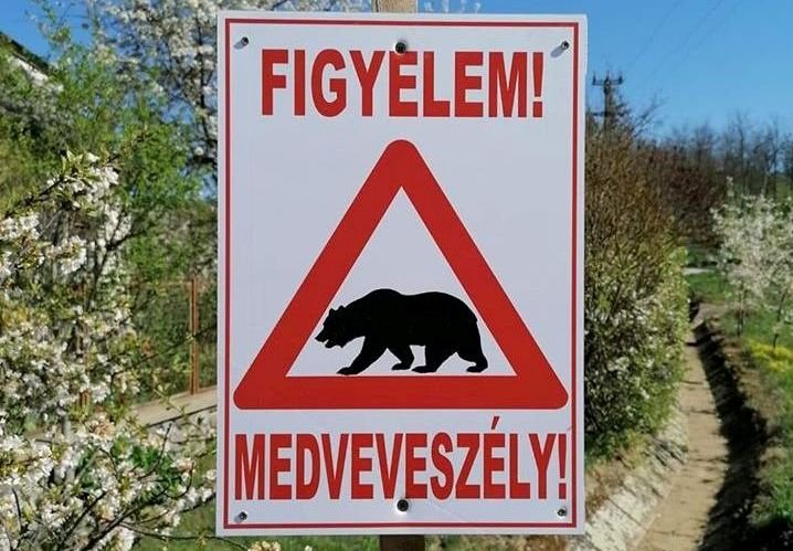 Medvét láttak Pest megyében, figyelmeztetik a lakosságot