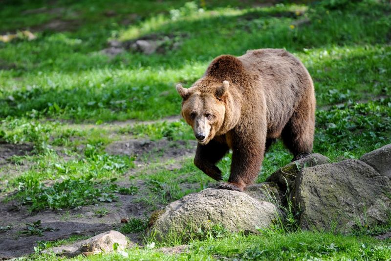 Már Aszódnál jár a Pest megyében észlelt medve