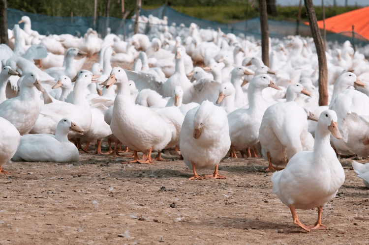 93 ezres kacsatelepet számolt fel a Nébih madárinfluenza miatt
