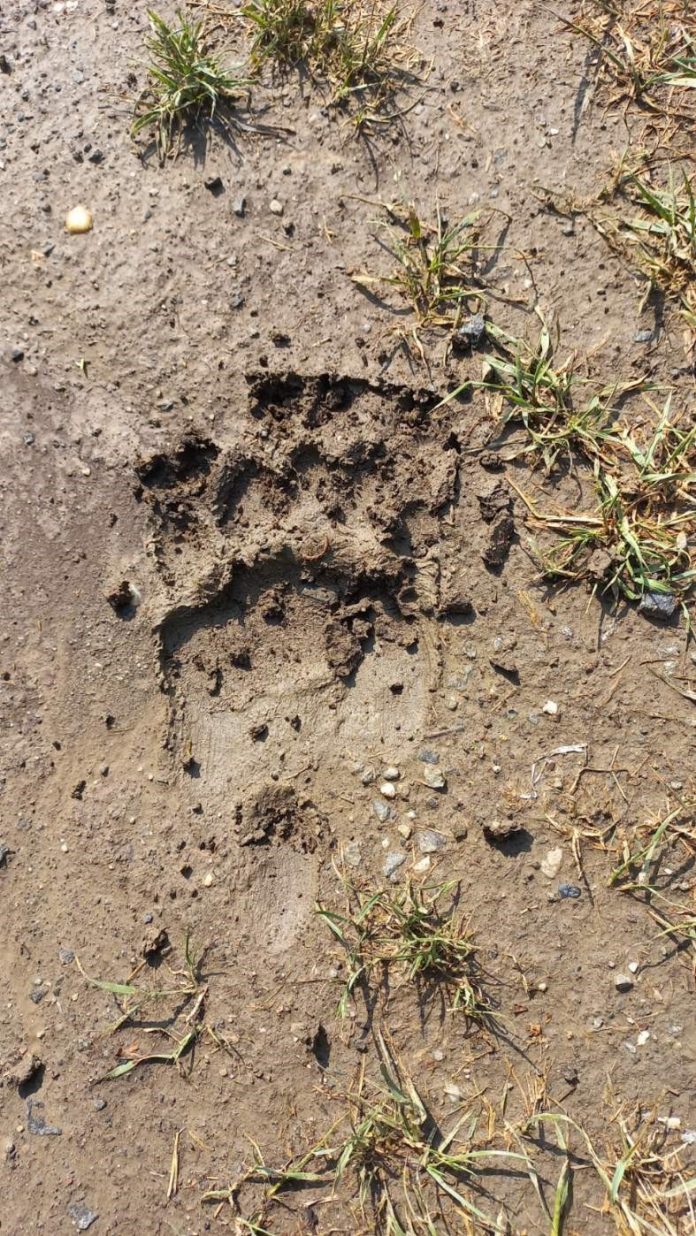 Itt vannak az egyértelmű bizonyítékok az Acsánál megjelent medvéről: fotó a lábnyomról a sárban