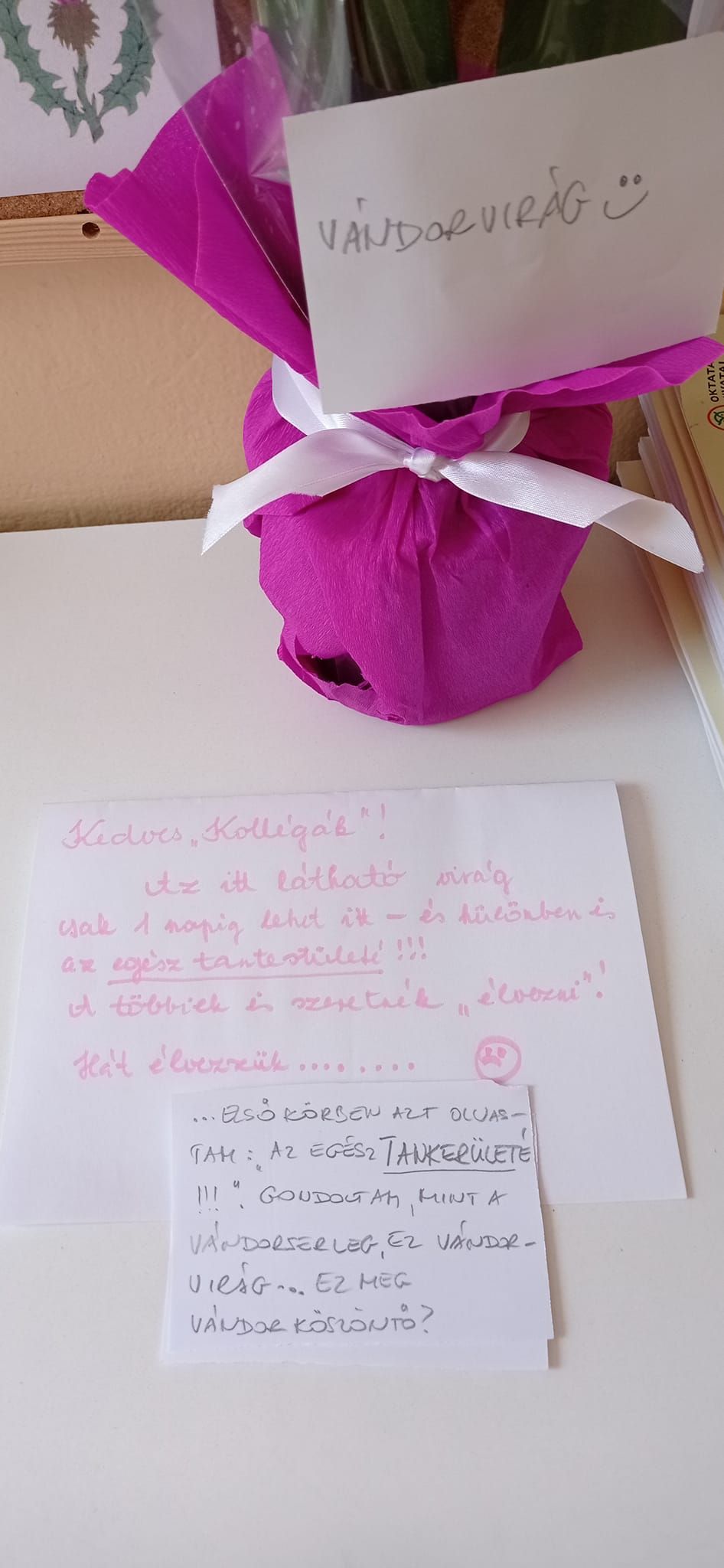 Megalázás mesterfokon! Egy darab cserepes virággal köszönték meg a budapesti tanároknak az áldozatos munkát, türelmet, elkötelezettséget