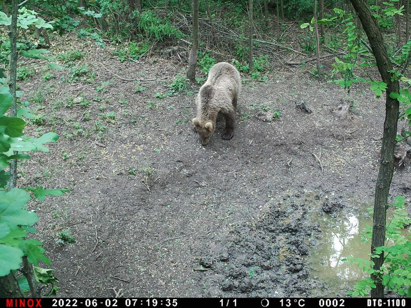 Ismét felbukkant egy medve Aszódon, lehet, hogy nem is egy példány kóborol Pest megyében